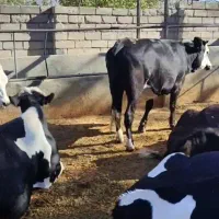 گاو آبستن شکم اول سیمینتال