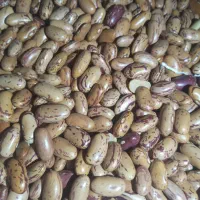 لوبیا چیتی درجه یک زنجان