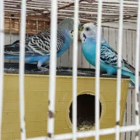 جفت مرغ عشق مولد