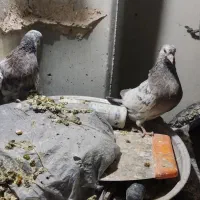 فروش کبوتر|پرنده|اصفهان, شهرک کاوه|دیوار