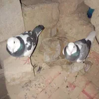 کبوتر|پرنده|زهک, |دیوار