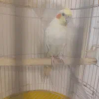 عروس هلندی لوتینو با قفس