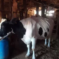 سه رس گاو شیری بفروش میرسد