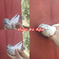 کبوتر|پرنده|اردکان, |دیوار