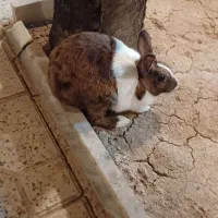 خرگوش
