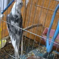 دوکت البینو شاه هیکیل|پرنده|باوی, |دیوار