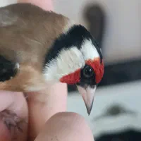 سهره سفید عروسک