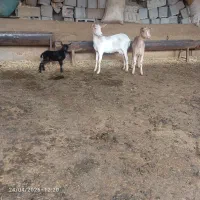 بز سانن