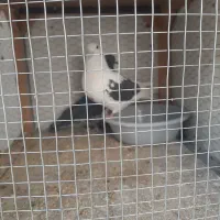 کفتر باخت رفته|حیوانات|ملایر, |دیوار