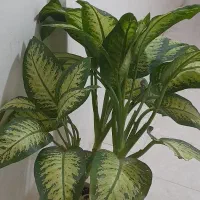 فروش فوری گل دیفن|گل و گیاه طبیعی|مسجد سلیمان, |دیوار