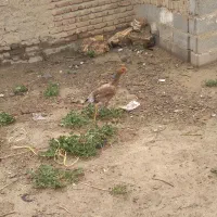 مرغ وخروس لاری