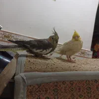عروس هلندی