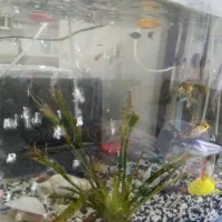 دوتا اکواریوم با ماهی های نژاد دار|ماهی|گرگان, |دیوار