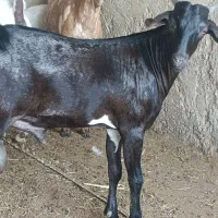 کهره و بره|حیوانات مزرعه|قشم, |دیوار