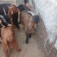 کهره نر و ماده|حیوانات مزرعه|بندر گناوه, |دیوار