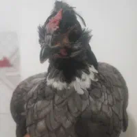گلین مرغ فول ریش