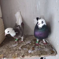 کفتر|پرنده|قشم, |دیوار