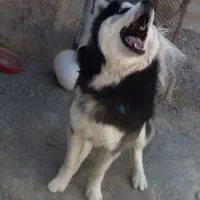 سگ هاسکی|سگ|رباط‌کریم, پرندک|دیوار