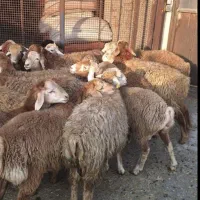 گوسفند.  زنده.     شبانه روزی      در تمام کرج