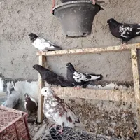 وسایل سرگرمی بچه