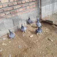 کبوتر پلاکی|پرنده|تبریز, |دیوار