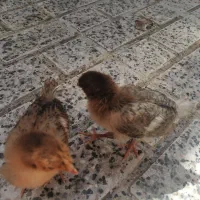 جوجه