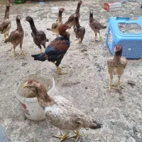 مرغ وخروس لاری