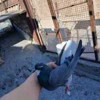 کفتر پرشی به شرط