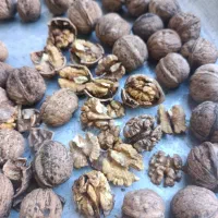 گردو محلی درجه یک کاغذی|خوردنی و آشامیدنی|کلاترزان, |دیوار