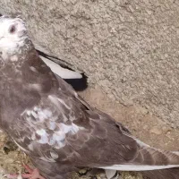 5دونه جونه دمی همه چی تموم|پرنده|زاغه, |دیوار