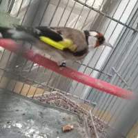 سهره نر ۲ساله متولد قفس