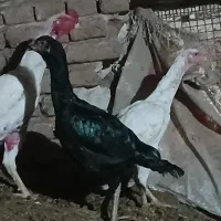 لاری اصیل ترک