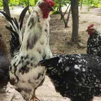 تخم نطفه دار گلین چهلتاج ریش