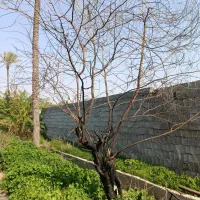 قطع درخت با قیمت مناسب