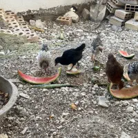 جوجه دو ماهه