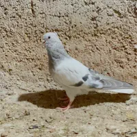 جوجه سبز دم سفید خوشگل