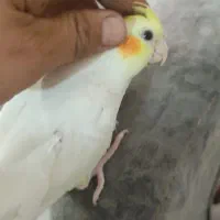 عروس هلندی طوطی دان خور|پرنده|کرمانشاه, |دیوار