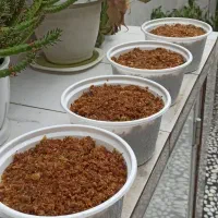 پیاز سرخ کرده نگینی