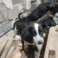 توله پاکوتاه