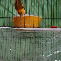 ۴تا قناری ماده رسمی