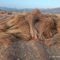 فروش جارو به صورت عمده و خورده|حراج|خانمیرزا, |دیوار