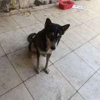 سگ هاسکی|سگ|اهواز, شریعتی جنوبی|دیوار