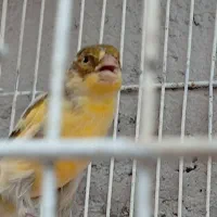 قناری نر بخون