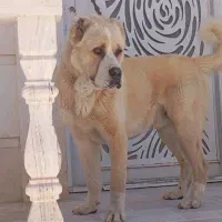 آلابای هشت ماهه نر ...