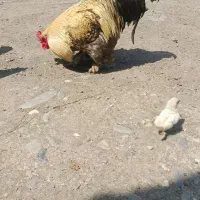 خروس