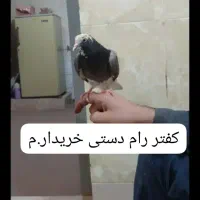 کفتر دستی رام