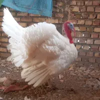 بوقلمون گوشتی