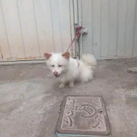 حیوانات خانگی