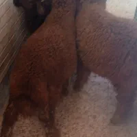 ۸ بره نر گوشتی