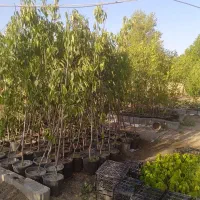 انواع نهال مثمروغیرمثمر